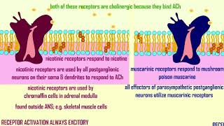 nicotinic & muscarinic, alpha & beta receptors in the ANS