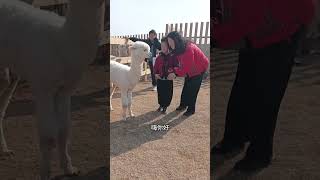 I brought my second and third babies to feed the alpacas and sika deer—so adorable!