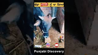 ਬੱਛਾ ਕੱਚੀ ਮੁਰਗੀ ਖਾ ਗਿਆ #wildlifeawareness #animals #bird #wildanimals #wildliferehabilitation #bird