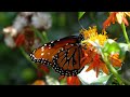 Butterfly Pavilion | Natural History Museum of Los Angeles, CA