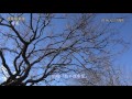 2016.12.23撮影　今日の偕楽園（ロウバイと早咲きの梅，二季桜）4k