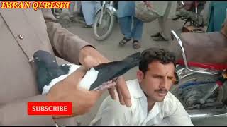 Multan kabutar Mandi || just shock || Sunday bird market || Rangdar kabutar with Imran Qureshi