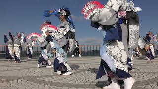 黒潮よさこい❜18　南総みよし列華隊　八房 〜 結 花 〜