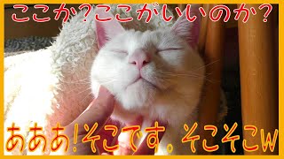 白猫の顔をマッサージ　Massage the face of a white cat