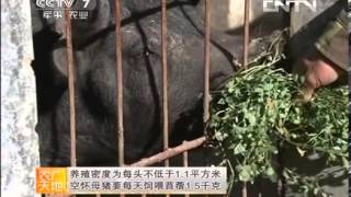 农广天地 20130625 山西黑猪养殖技术-HD高清完整版