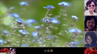 小妹唱李麗華經典「小白菜」