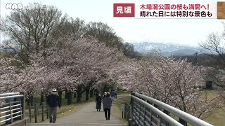 小松市・木場潟公園の桜が見頃　ライトアップも