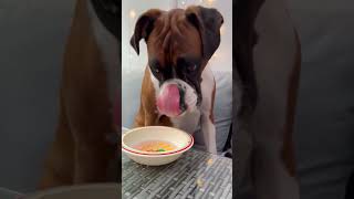 BOXER DOG tries WINE \u0026 MACARONS for the first time!! (Happy Activity Box)