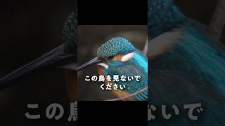 本当に危険です #野鳥