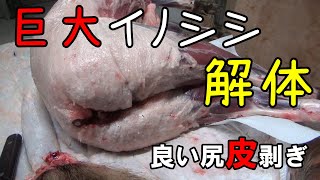 狩032 巨大イノシシの皮剥ぎ SUGOIDEKAI 良い尻！