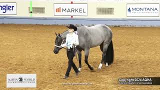 2024 AQHYA world champion performance halter geldings