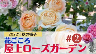 【秋バラ】屋上ガーデンの様子②【2022.10.28】