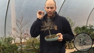 Reducing leaf size on Bonsai, Peter Warren