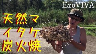 🍄【キノコ狩り】北海道・十勝の天然舞茸みっけ