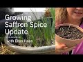 Growing Saffron Crocus