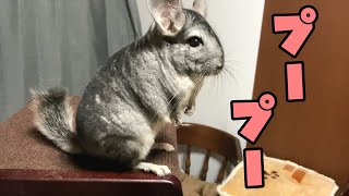 【チンチラ】チンチラのレアな鳴き声 Rare chinchilla noises!