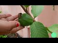 how to get more fruits from guava plant at home psidium guava