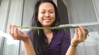 Harvesting Withania and Yarrow