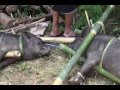 Rambu Solo - Funeral Ceremony - Tana Toraja - Indonesia