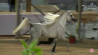 N.249 AJ NATIL - The Turfah Arabian Horse Show 2023 - Stallions 4-6 Years Old (Class 10A)