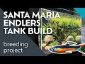 How to Build a Santa Maria Endlers Aquarium