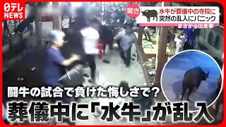 【まさか】突然の乱入にパニック　葬儀の真っ最中に暴れる水牛　タイ