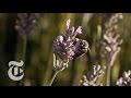 What's the Buzz About Wild Bees? | California Matters w/ Mark Bittman | The New York Times