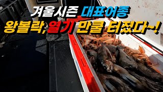 겨울 대표어종 시즌 시작 / 왕볼락, 열기, 만쿨 터졌다~!