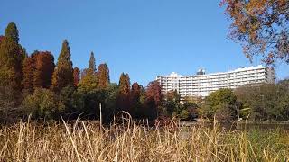 井の頭公園　秋　井の頭池　紅葉　青空　2020年11月21日