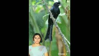 Kattilirunnu virunnu vilikkum kakka thamouratti(Dileep. V)