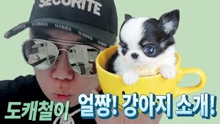 예쁜강아지 포메라니안 공자 ~소개방송(철이앤독,도캐철이)