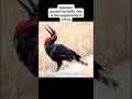 The Southern ground-hornbill