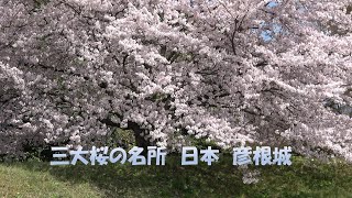 【4K　桜満開　屋形船に乗って彦根城巡り】Cherry blossoms in full bloom Hikone Castle tour on a houseboat