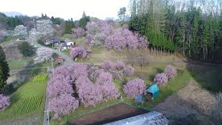 立屋の桜と桜山