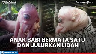 Viral Lahir Anak Babi Bermata Satu dan Lidah Menjulur Hebohkan Warga NTT