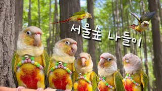 블리로그 #28 | 서울숲나들이 | 앵무새브이로그 | 일상브이로그 | 말하는 앵무새 | 말하는 코뉴어 | 신혼브이로그