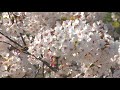 あおもりカメラ歳時記「津軽富士見湖パークの桜」aomori camera saijiki