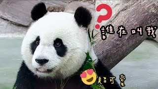 圓仔姐姐吃東西模樣超可愛，點心罐舉超高|熊貓貓熊The Giant Panda Yuan Yuan and Yuan Bao|台北市立動物園