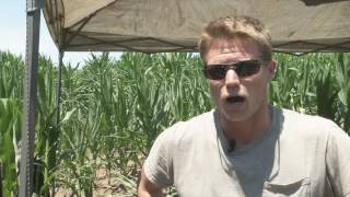 Ancient Village Found in Central Illinois Corn Field