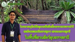 โครงการอนุรักษ์พันธุกรรมพืชอันเนื่องมาจากพระราชดำริฯ ในพื้นที่สวนสัตว์อุบลราชธานี I zootuber EP.24