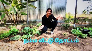 எங்க வீட்டுத் தோட்டத்தில் விளைந்த காய்கறி செடிகள்.(Growing Vegetable Plants 🌱)