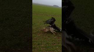 Eagles don’t live on bird seed! Otto showing us how he holds down his meal. #eaglehunters