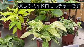 【癒しのハイドロカルチャー】　GreenFarm本店　2020.4.12