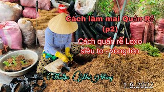 Cách làm mai quấn rễ (p2) | Chia sẽ cách quấn loxo siêu to vòng lớn | Thuận Mai Vàng