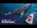 The Life Of A Whale Shark? (Deep Sea Documentary)