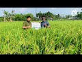 bharti 121 variety paddy seed উন্নত জাতৰ বৰো ধানৰ খেতি best boru paddy variety