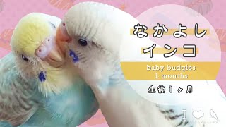 セキセイインコの雛が羽づくろいしあう姿がかわいすぎる💘 | grooming of 1 months baby budgies