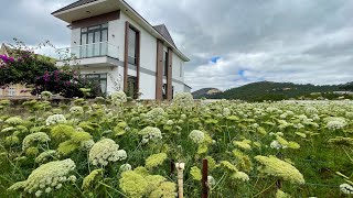 The Carrot Flowers of Da Lat, Lam Dong Province, are Beautiful and Gentle.