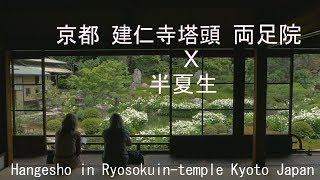 京都 建仁寺塔頭両足院 ✕ 半夏生 2018　京都市 Hangesho in Ryosokuin-temple Kyoto Japan