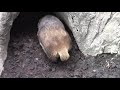 走り回るニホンアナグマ「バウムクーヘン」（井の頭自然文化園）japanese badger